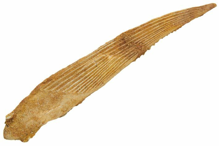 Fossil Shark (Hybodus) Dorsal Spine - Kem Kem Beds, Morocco #208781